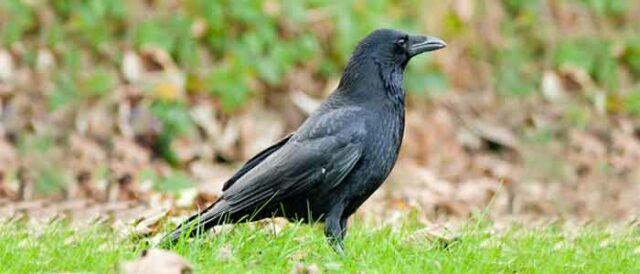 Crows and Rooks
