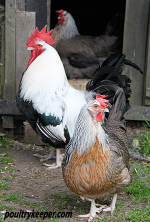 Dorking Chickens