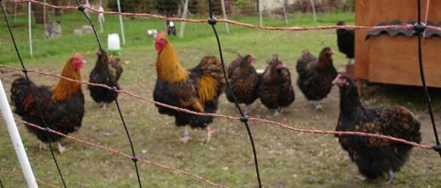 Electric Poultry Netting