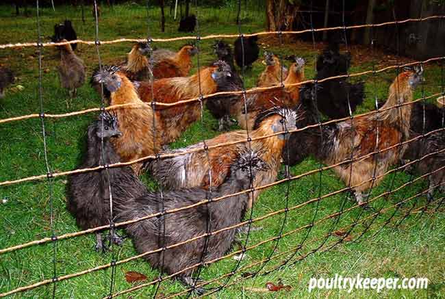 Electric Poultry Netting