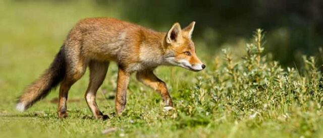 Using Repellent to Stop Foxes 24 Fox Repellant feat