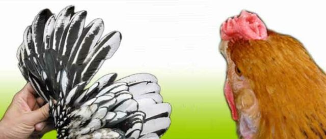 Genetic Faults
