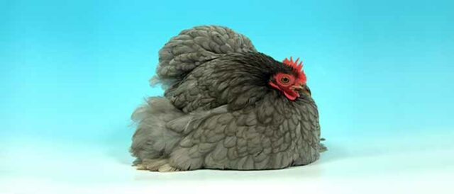 Blue Bird Colour Genetics