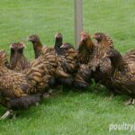Flock of Gold Laced Orpington Chickens