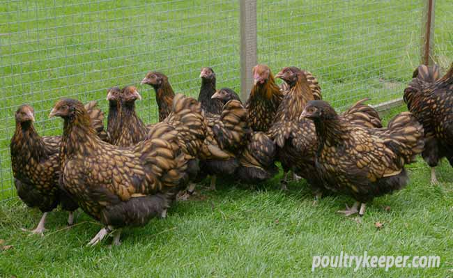 Flock of Gold Laced Orpington Chickens 