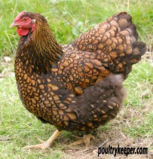 A Gold Laced Wyandotte