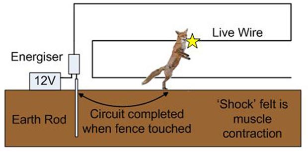 Electric Poultry Netting