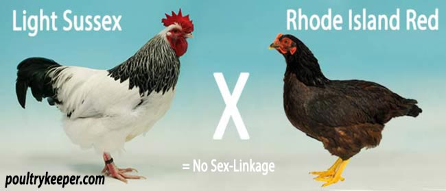 Light Sussex X Rhode Island Red