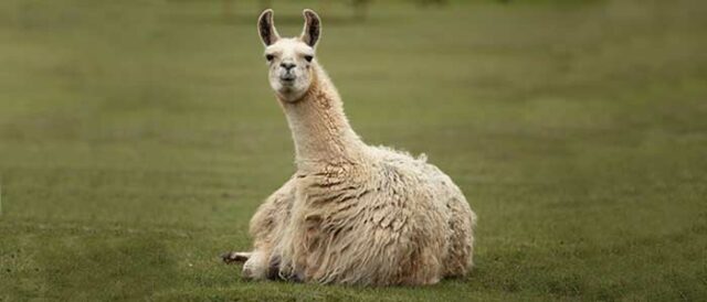 Llamas and chickens