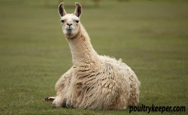 Llama