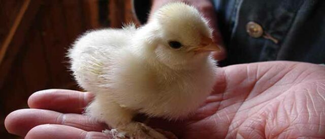 Making your own line of chickens