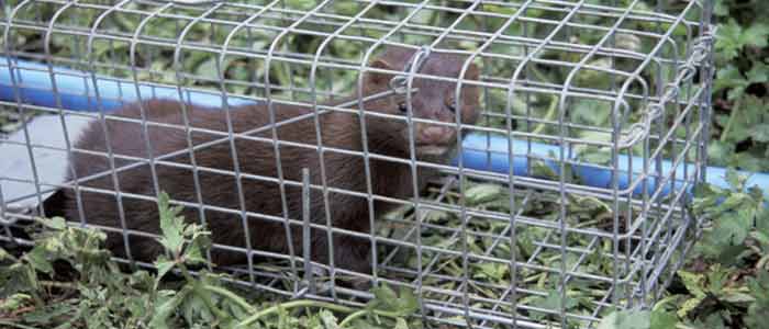 Mink Trapping Tips