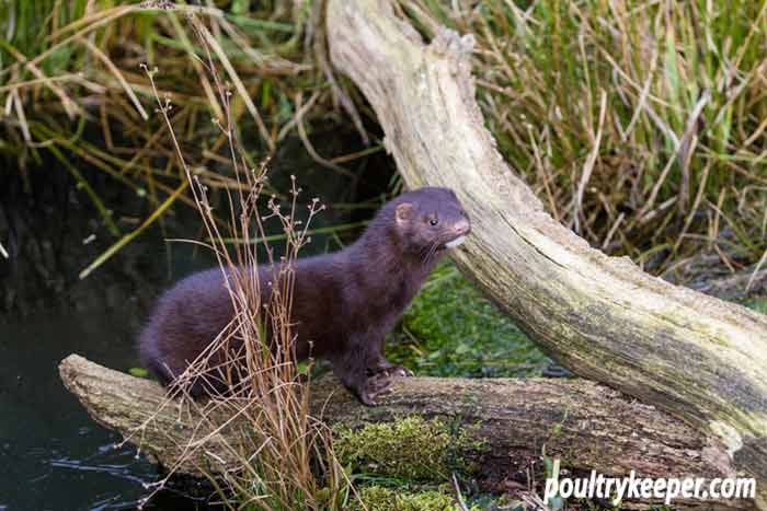 Mink Trapping Tips