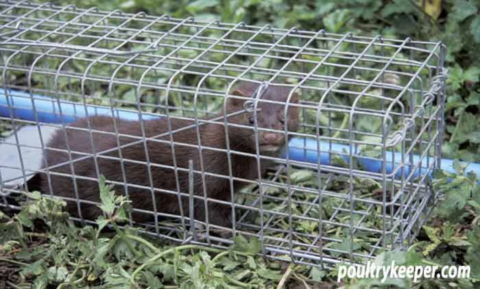 Mink in Trap