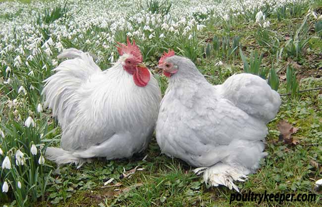 Lavender / Self Blue Brahma Rooster