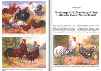 Popular Poultry Breeds Page