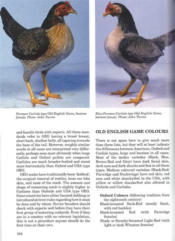 Popular Poultry Breeds Page