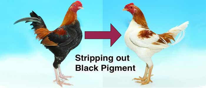 Poultry Genetics Black and Red Pigments