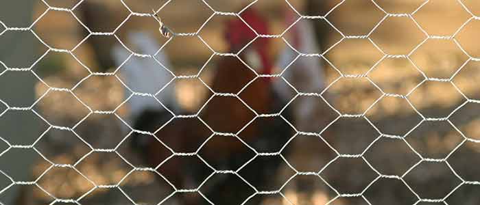 Poultry Run Wire
