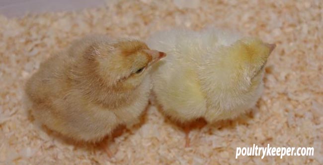 Rhode Island Red Crossed with Light Sussex Chicks