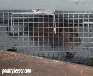 Rat in Cage Trap