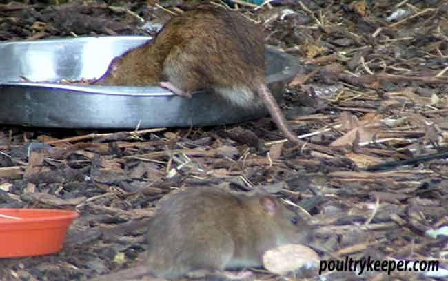 Controlling Rats Around Chickens