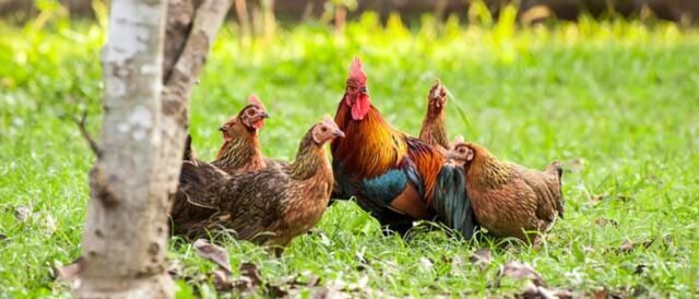 Red Jungle Fowl
