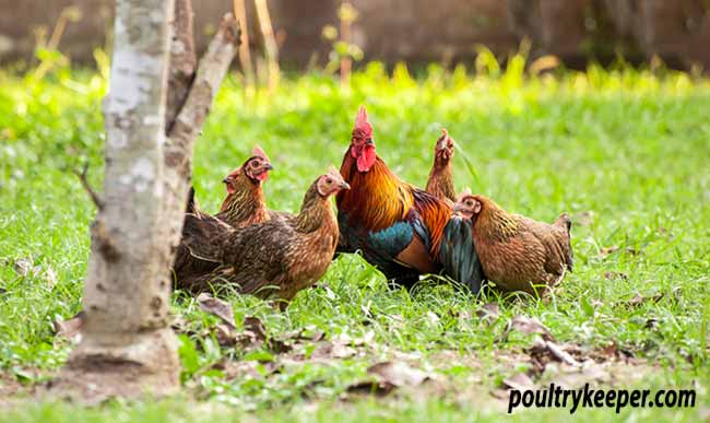 The basics of feathers. (A) A rooster with plumages. Notice the