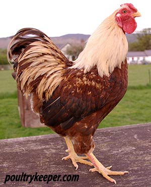 Silver Rhode Island Red