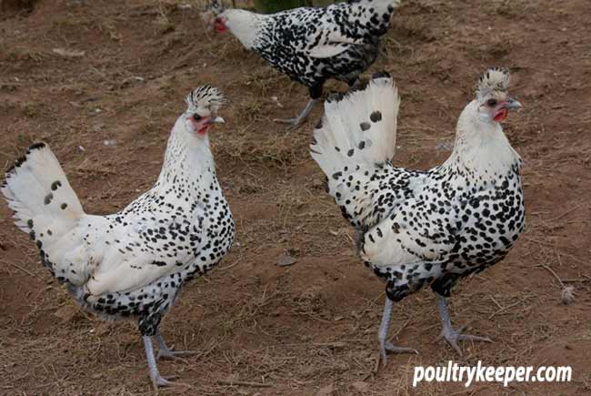 Silver Appenzeller Chickens