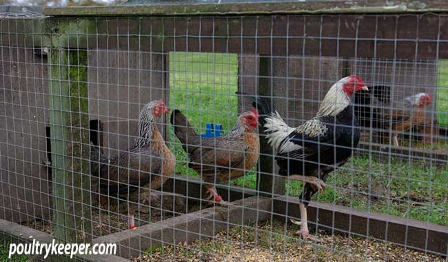 Silver Duckwing Old English Game Bantams