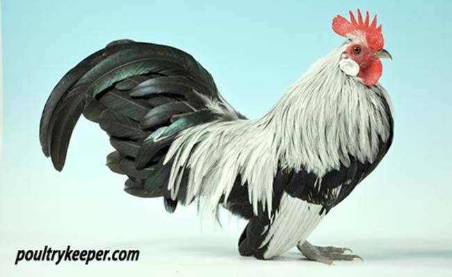 Silver Dutch Bantam