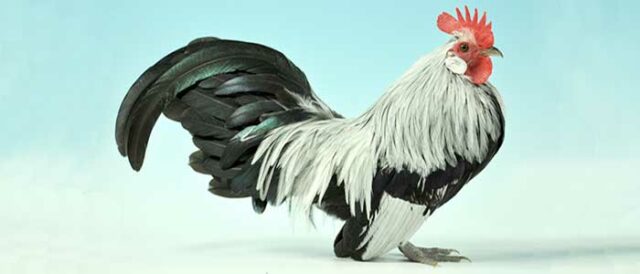 Silver Dutch Bantam