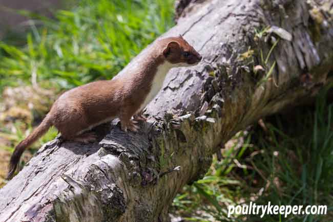 Stoat