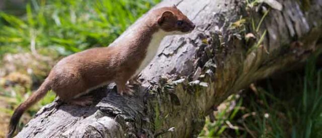 Stoats And Weasels 41 Stoat