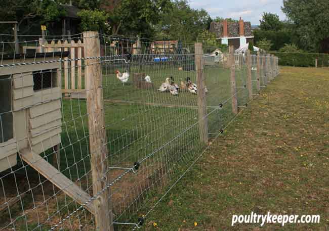 Electric Poultry Netting  Advice on Electric Fencing for Chickens