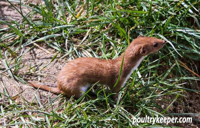 catch a weasel