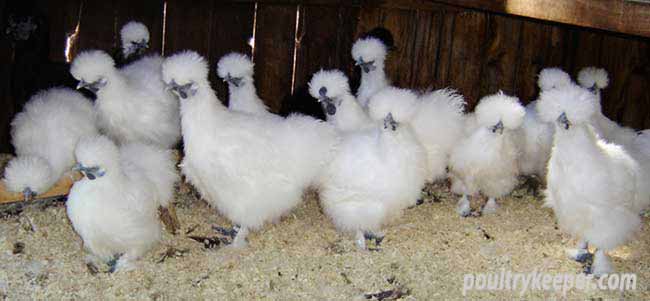 Flock of White Silkie Chickens