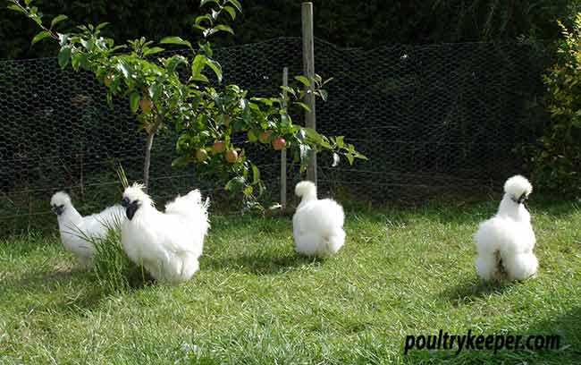 Flock of Silkie Chickens