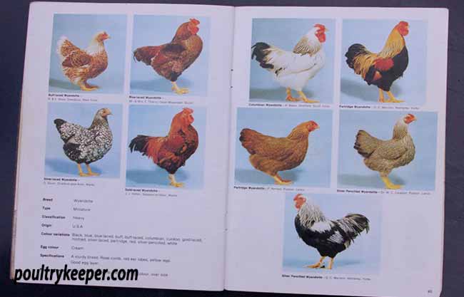 Bantams in Colour Wyandotte Pages