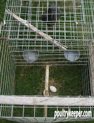 Crow Trap