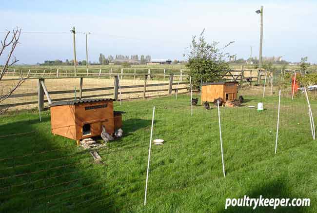 Electric Poultry Netting around Chicken Houses