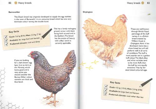 Hen Keeping Sample Page