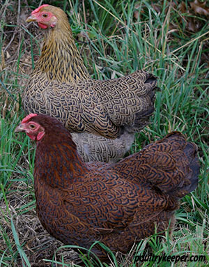 Partridge Wyandottes