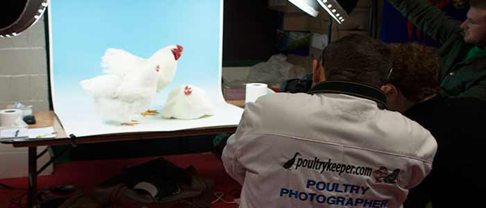Poultry Photography