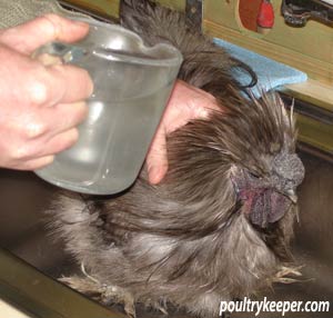 Washing a chicken