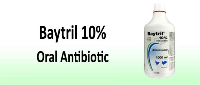 Baytril - Used To Treat Respiratory Problems 16 Baytril Antibiotic