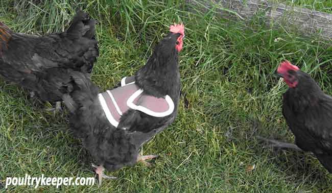 Butterfly Poultry Saddle