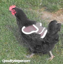 Butterfly Poultry Saddle