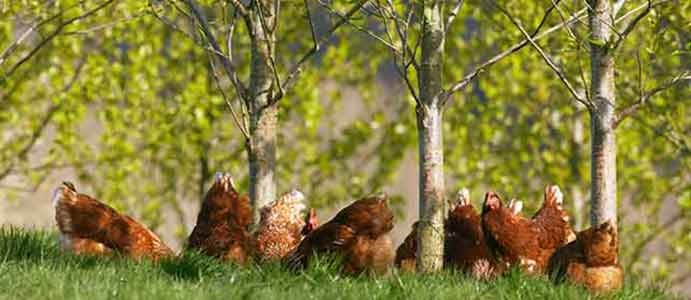 Chickens and Trees